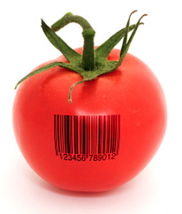 gm-tomato-255x300